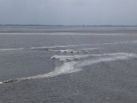 NL, Friesland, Ameland, Dantziggat 22, Saxifraga-Hans Boll