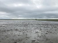 NL, Groningen, Het Hogeland, Pieterburen 14, Saxifraga-Willem van Kruijsbergen