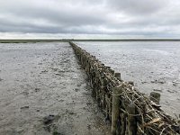 NL, Groningen, Het Hogeland, Pieterburen 17, Saxifraga-Willem van Kruijsbergen