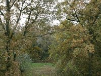 NL, Gelderland, Beuningen, Ewijk 2, Saxifraga-Hans Boll