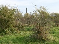 NL, Gelderland, Beuningen, Staartjeswaard 1, Saxifraga-Hans Boll