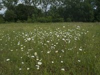 NL, Gelderland, Culemborg, Goilberdingerwaard 10, Saxifraga-Willem van Kruijsbergen