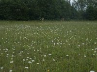 NL, Gelderland, Culemborg, Goilberdingerwaard 15, Saxifraga-Willem van Kruijsbergen