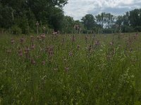 NL, Gelderland, Culemborg, Goilberdingerwaard 7, Saxifraga-Willem van Kruijsbergen