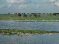 NL, Gelderland, Culemborg, Redichemse Waard 8, Saxifraga-Jan van der Straaten