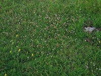 NL, Gelderland, Druten, Afferdensche en Deestsche Waarden 18, Saxifraga-Hans Boll