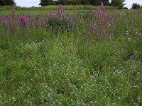 NL, Gelderland, Druten, Afferdensche en Deestsche Waarden 19, Saxifraga-Hans Boll