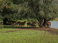 NL, Gelderland, Druten, Afferdensche en Deestsche Waarden 40, Saxifraga-Hans Boll