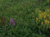 NL, Gelderland, Druten, Afferdensche en Deestsche Waarden 45, Saxifraga-Hans Boll