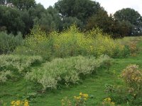 NL, Gelderland, Druten, Afferdensche en Deestsche Waarden 53, Saxifraga-Hans Boll