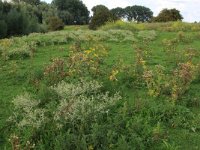 NL, Gelderland, Druten, Afferdensche en Deestsche Waarden 55, Saxifraga-Hans Boll