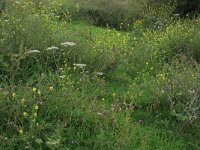 NL, Gelderland, Druten, Afferdensche en Deestsche Waarden 58, Saxifraga-Hans Boll