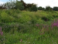 NL, Gelderland, Druten, Afferdensche en Deestsche Waarden 6, Saxifraga-Hans Boll