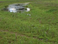 NL, Gelderland, Druten, Afferdensche en Deestsche Waarden 8, Saxifraga-Hans Boll