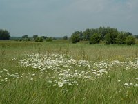 NL, Gelderland, Lochem, De Ravenswaarden, Grote Blokken 10, Saxifraga-Willem van Kruijsbergen