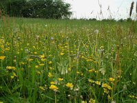 NL, Gelderland, Lochem, De Ravenswaarden, Vosweerd 2, Saxifraga-Willem van Kruijsbergen