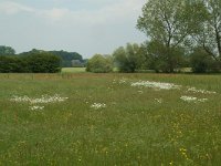 NL, Gelderland, Lochem, De Ravenswaarden, Vosweerd 5, Saxifraga-Willem van Kruijsbergen