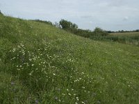 NL, Gelderland, Maasdriel, Hedel, Maasdijk 2, Saxifraga-Willem van Kruijsbergen