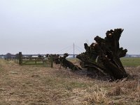 NL, Gelderland, Overbetuwe, Waal 2, Saxifraga-Rudmer Zwerver : Netherlands, creative nature, dutch, gelderland, grass, green, herveld, holland, knotwilg, landscape, landschap, nederland, pollard willow, river valley, rudmer zwerver, waal, waalbrug, wilg, willow