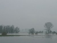 NL, Gelderland, Rheden, Havikerwaard 2, Saxifraga-Hans Boll