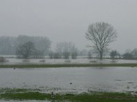 NL, Gelderland, Rheden, Havikerwaard 3, Saxifraga-Hans Boll