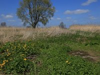 NL, Gelderland, Zaltbommel, Breemwaard 20, Saxifraga-Hans Boll