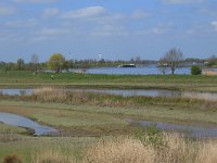 NL, Gelderland, Zaltbommel, Breemwaard 26, Saxifraga-Hans Boll