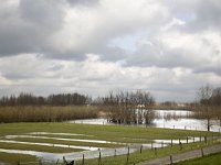 NL, Gelderland, Zaltbommel, Breemwaard 3, Saxifraga-Roel Meijer