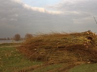 NL, Gelderland, Zaltbommel, Munniklenland 5, Saxifraga-Jan van der Straaten