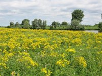 NL, Gelderland, Zaltbommel, between Slot Loevestein and Brakel 5, Saxifraga-Tom Heijnen