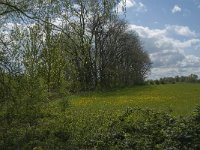 NL, Noord-Brabant, 's-Hertogenbosch, De Koornwaard 15, Saxifraga-Jan van der Straaten