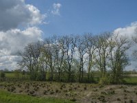 NL, Noord-Brabant, 's-Hertogenbosch, De Koornwaard 21, Saxifraga-Jan van der Straaten