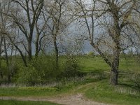 NL, Noord-Brabant, 's-Hertogenbosch, De Koornwaard 3, Saxifraga-Jan van der Straaten