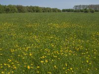 NL, Noord-Brabant, 's-Hertogenbosch, De Koornwaard 54, Saxifraga-Jan van der Straaten