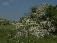 NL, Noord-Brabant, 's-Hertogenbosch, De Koornwaard 58, Saxifraga-Jan van der Straaten