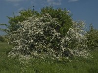 NL, Noord-Brabant, 's-Hertogenbosch, De Koornwaard 61, Saxifraga-Jan van der Straaten