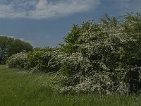 NL, Noord-Brabant, 's-Hertogenbosch, De Koornwaard 62, Saxifraga-Jan van der Straaten