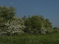 NL, Noord-Brabant, 's-Hertogenbosch, De Koornwaard 65, Saxifraga-Jan van der Straaten