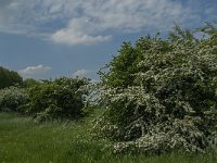 NL, Noord-Brabant, 's-Hertogenbosch, De Koornwaard 68, Saxifraga-Jan van der Straaten