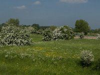 NL, Noord-Brabant, 's-Hertogenbosch, Empelse Waard 17, Saxifraga-Jan van der Straaten