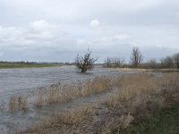 NL, Noord-Brabant, Altena, Kievitswaard 1, Saxifraga-Willem van Kruijsbergen