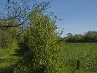 NL, Noord-Brabant, Boxmeer, Zoetepasweiden 7, Saxifraga-Jan van der Straaten