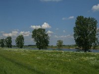 NL, Noord-Brabant, Oss, Middelwaard 1, Saxifraga-Jan van der Straaten