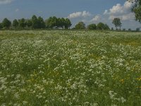 NL, Noord-Brabant, Oss, Middelwaard 13, Saxifraga-Jan van der Straaten