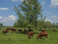 NL, Noord-Brabant, Oss, Middelwaard 17, Saxifraga-Jan van der Straaten