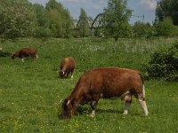 NL, Noord-Brabant, Oss, Middelwaard 19, Saxifraga-Jan van der Straaten