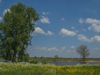 NL, Noord-Brabant, Oss, Middelwaard 3, Saxifraga-Jan van der Straaten