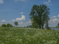 NL, Noord-Brabant, Oss, Middelwaard 4, Saxifraga-Jan van der Straaten