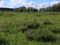 NL, Utrecht, Rhenen, Blauwe Kamer 23, Saxifraga-Hans Boll