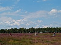 NL, Drenthe, Aa en Hunze, Balloerveld 1, Saxifraga-Hans Dekker